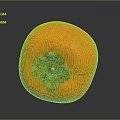 Persimmon Sketches Fruit Items 3d model
