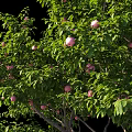 apple tree fruit tree apple orchard 3d model