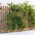 Wooden Garden Fence With Green Climbing Plants And Vertical Slats