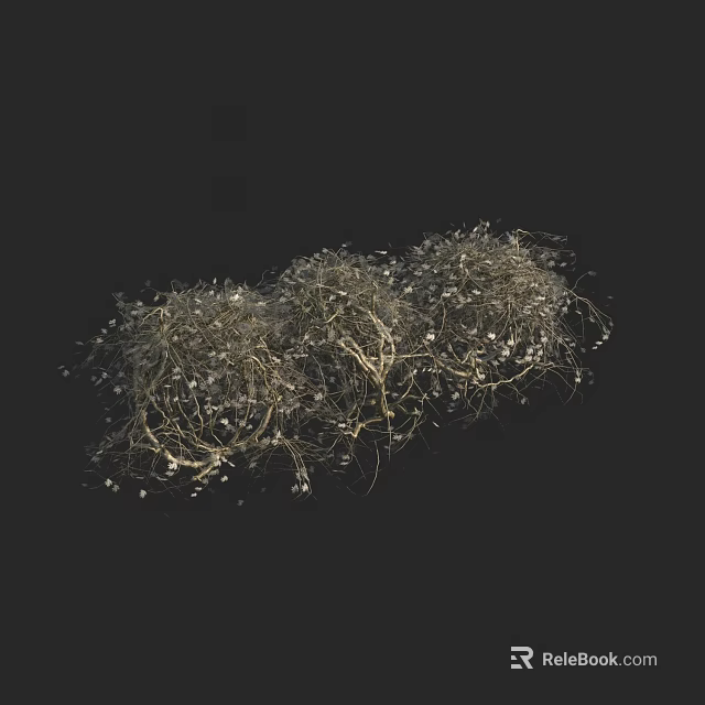 Clustered Shrub Showing Slender Branches And Small White Flowers In Natural Growth On Black Background 3d model 