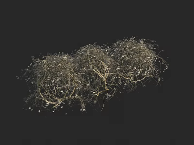 Clustered Shrub Showing Slender Branches And Small White Flowers In Natural Growth On Black Background 3d model
