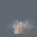 White and Light Colored Grass Plants with Various Clump and Slender Forms on Gray Background 3d model