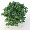 Garden Accent Vibrant Orange Tree Bearing Ripe Fruits And Lush Green Leaves