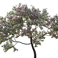 Apple Tree with Pink Blossoms Green Leaves and Brown Trunk in Outdoor Scene
