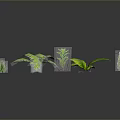 3D Rendered Green Plants Collection With Various Foliage On Dark Background