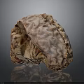 Human Brain Anatomical Model Displaying Detailed Cortex Folds And Structure