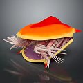 3D Anatomical Structure With Red Orange Top Yellow Edges Purple Interior White Spiny Tentacles