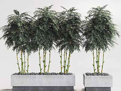 Bonsai Plants Featuring Green Leaves Yellow Green Stems in Gray Square Concrete Pots with Pebbles 3d model