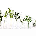 Green Plants In Transparent Glass Vases Decorative Arrangement For Home Decor