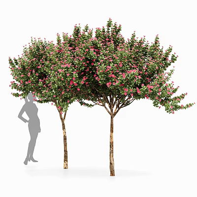 Two Flowering Arbor Trees With Pink Blossoms Green Leaves And Human Silhouette 3d model