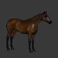Brown Horse Standing Against Black Background With Full Body Isolated View