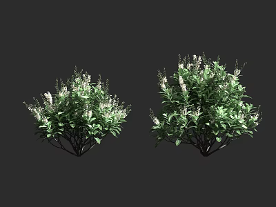 Green Leafy Shrubs With White Flowers For Garden Landscaping And Decoration 3d model