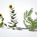 Vibrant Sunflowers Pumpkins And Lush Green Shrubs In Natural Plant Arrangement