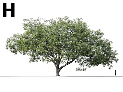 Tall Deciduous Tree With Lush Green Foliage Thick Trunk And Human Figure For Scale 3d model