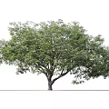 Tall Deciduous Tree With Lush Green Foliage Thick Trunk And Human Figure For Scale