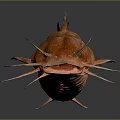 Brown Catfish With Prominent Whiskers And Clear Reflection On Dark Background