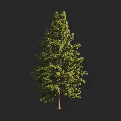 Tall Arbor With Lush Green Foliage And Strong Brown Trunk In Natural Scene 3d model