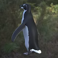 Flying Animal Penguin Standing On Green Grass In Natural Outdoor Setting