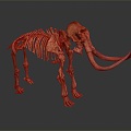 Modern Skeleton Elephant Skeleton Elephant Skeleton Animal Skeleton 3d model