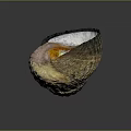 Textured Yellow Brown Seashell From Marine Animal With Natural Pattern
