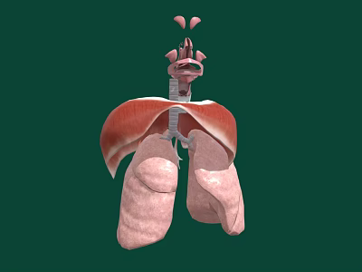 3D Anatomical Illustration of Thoracic Organs Featuring Lungs Trachea and Structures 3d model