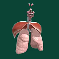 3D Anatomical Illustration of Thoracic Organs Featuring Lungs Trachea and Structures