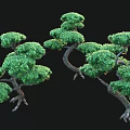 Unique Shaped Trees With Curved Trunks Lush Green Foliage Exposed Roots Against Black Background