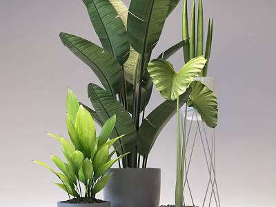 Green Potted Plants With Large Tropical Leaves And Ceramic Pots For Home Decor 3d model