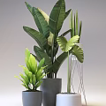 Green Potted Plants With Large Tropical Leaves And Ceramic Pots For Home Decor