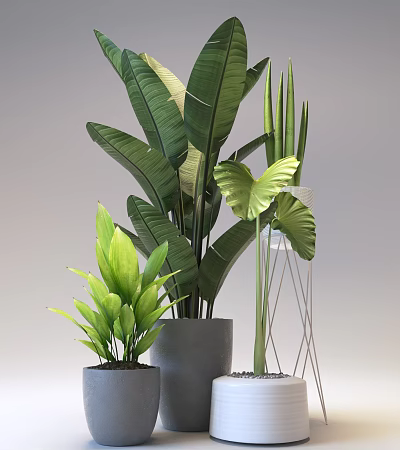 Green Potted Plants With Large Tropical Leaves And Ceramic Pots For Home Decor 3d model