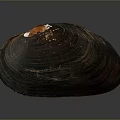 Shell Cartoon Pearl Pink Red Shell Mussel Clam Freshwater Pearl Seawater Pearl Nanyang Pearl 3d model