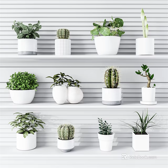 Bonsai Potted Plants Display On White Shelves With Various Succulents And Cactus 3d model 