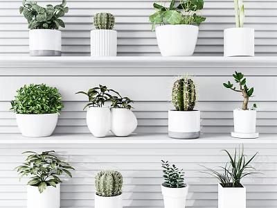 Bonsai Potted Plants Display On White Shelves With Various Succulents And Cactus 3d model