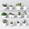 Bonsai Potted Plants Display On White Shelves With Various Succulents And Cactus