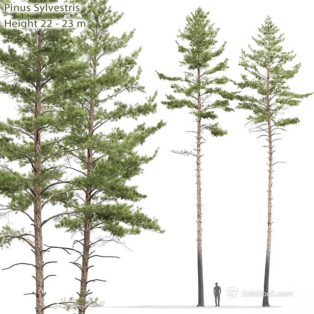 Decorative Ornament Set Featuring Lush and Sparse Pine Trees for Home Decor 3d model 