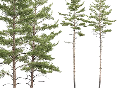 Decorative Ornament Set Featuring Lush and Sparse Pine Trees for Home Decor 3d model
