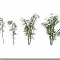Leafy Green Bamboo Plants In Various Heights Against Clear Blue Sky Background