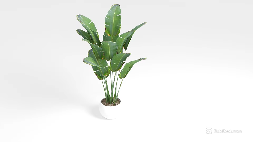 Indoor Potted Plant With Large Green Leaves In White Ceramic Pot 3d model 