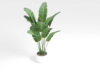 Indoor Potted Plant With Large Green Leaves In White Ceramic Pot 3d model