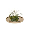 Elegant Bonsai Potted Plant With White Orchids Green Leaves And Round Tray