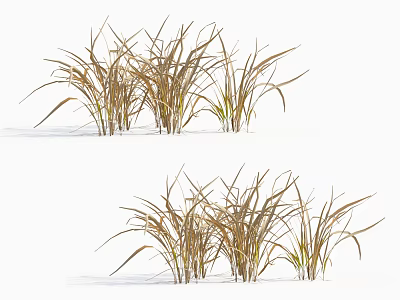 Herbaceous Grass Clusters With Long Slender Brown And Green Leaves 3d model