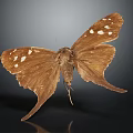 Detailed View Of Brown Butterfly With White Spots On Wings And Tail Like Extensions