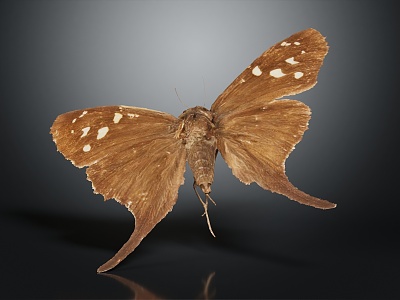 Modern Butterfly Moth 3d model