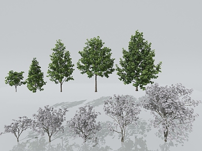 Cedar Big Trees Street Trees Shrubs Trees Plants Natural Landscape Trees Forest Pine Trees 3d model