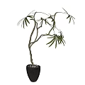 Bonsai Plant With Curved Trunk Green Leaves In Black Pot With Pebbles