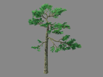 Lush Green Pine Tree With Brown Trunk And Branches On Gray Background 3d model