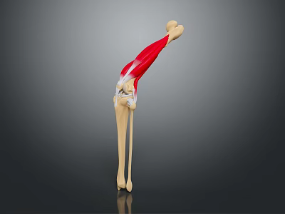 Detailed Human Leg Bone Muscle Anatomical 3D Model Structure Illustration 3d model