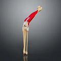 Detailed Human Leg Bone Muscle Anatomical 3D Model Structure Illustration