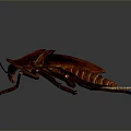Red Cockroach With Detailed Texture And Long Antennae On Dark Background 3d model