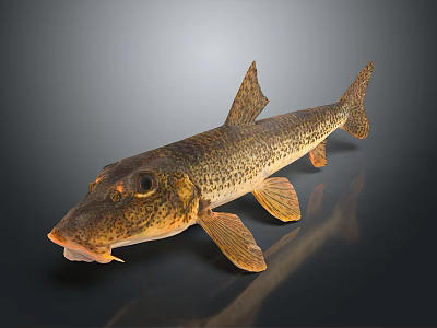 Spotted Brown And Yellow Fish With Prominent Fins Detailed Body Structure Against Dark Background 3d model